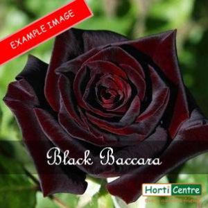 Rose Black Baccara Hybrid Tea