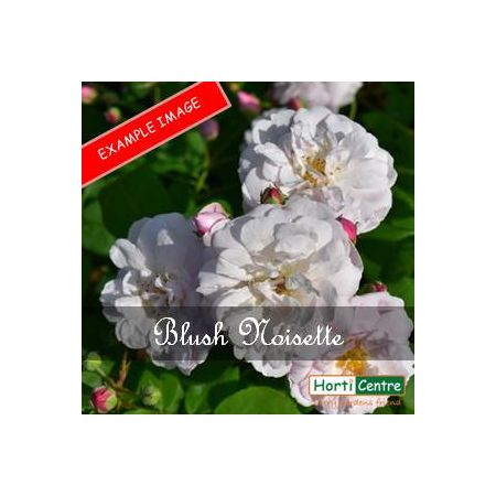 Rose Blush Noisette Peter Beales Climber