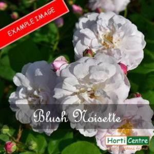 Rose Blush Noisette Peter Beales Climber