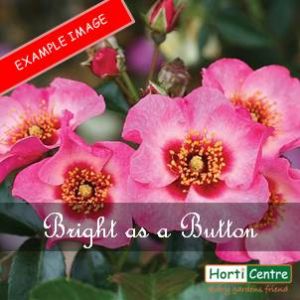 Rose Bright As A Button Floribunda
