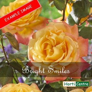 Rose Bright Smiles Floribunda