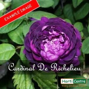 Rose Cardinal de Richelieu Classic Shrub Rose