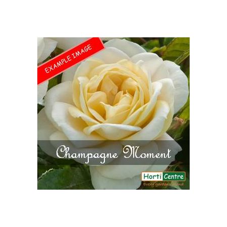 Rose Champagne Moment Floribunda