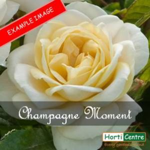 Rose Champagne Moment Floribunda