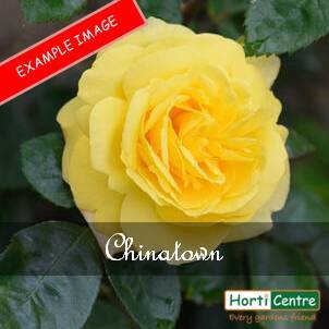 Rose Chinatown Floribunda