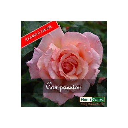 Rose Compassion Climber