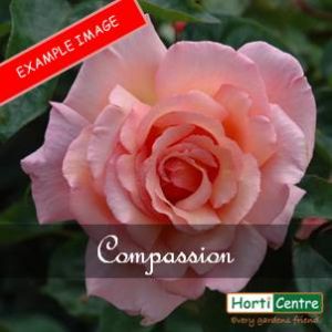 Rose Compassion Climber