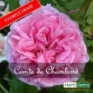 Rose Comte De Chambord Old Interesting