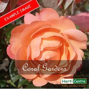 Rose Coral Gardens Floribunda
