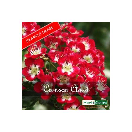 Rose Crimson Cascade Climber