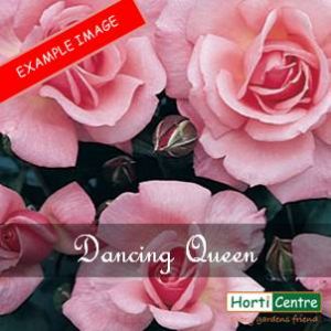 Rose Dancing Queen Climber