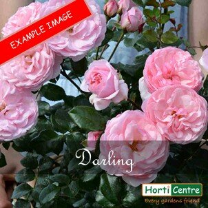 Rose Darling Floribunda
