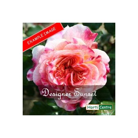 Rose Designer Sunset Patio