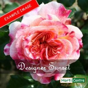 Rose Designer Sunset Patio