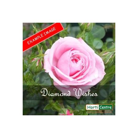 Rose Diamond Wishes Patio