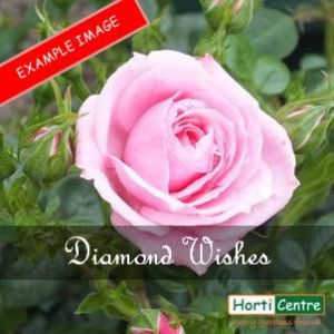 Rose Diamond Wishes Patio