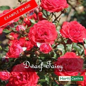 Rose Dwarf Fairy Patio