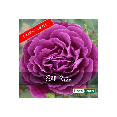 Rose Ebb Tide Floribunda