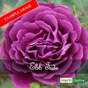 Rose Ebb Tide Floribunda