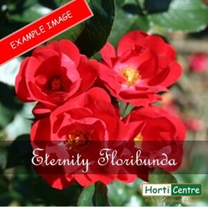 Rose Eternity Floribunda
