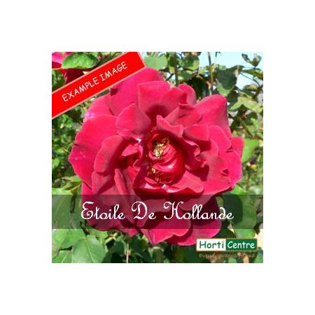 Rose Etoile De Hollande Climber