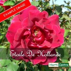Rose Etoile De Hollande Climber