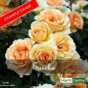 Rose Eureka Hybrid Tea
