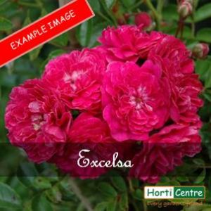 Rose Excelsa Climber