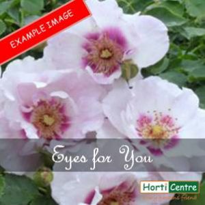 Rose Eyes For You Floribunda