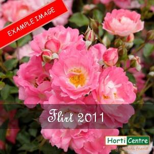 Rose Flirt 2011