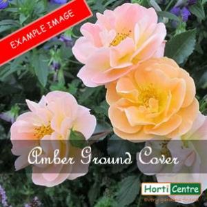 Rose Flower Carpet Amber Ground Cover
