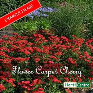 Rose Flower Carpet Cherry