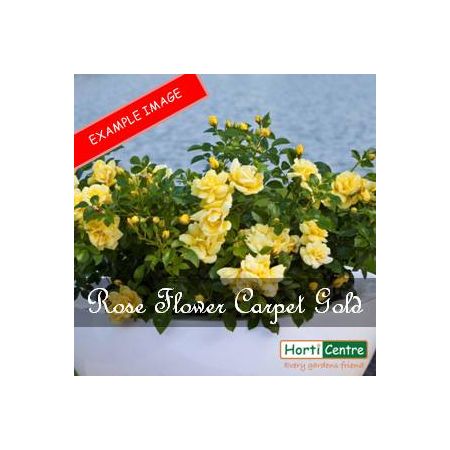 Rose Flower Carpet Gold Ground Cover