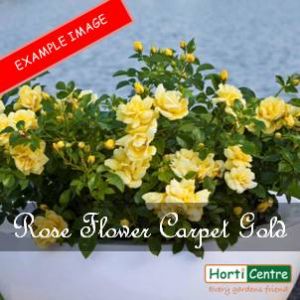 Rose Flower Carpet Gold Ground Cover
