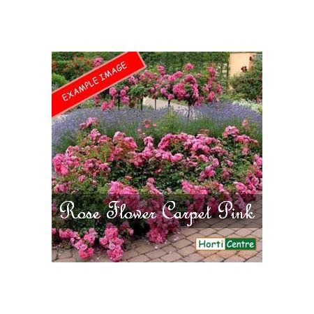 Rose Flower Carpet Pink Ground Cover