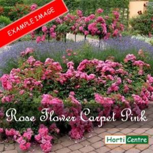 Rose Flower Carpet Pink Ground Cover