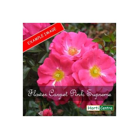 Rose Flower Carpet Pink Supreme Ground Cover