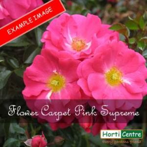 Rose Flower Carpet Pink Supreme Ground Cover