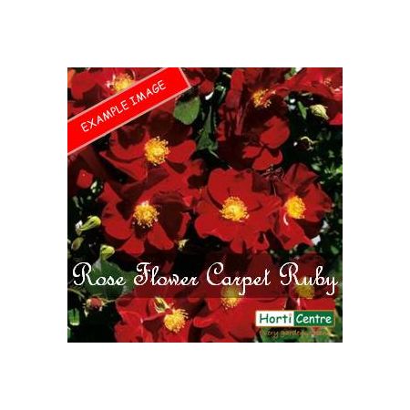 Rose Flower Carpet Ruby Ground Cover