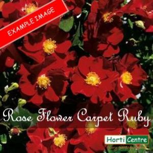 Rose Flower Carpet Ruby Ground Cover