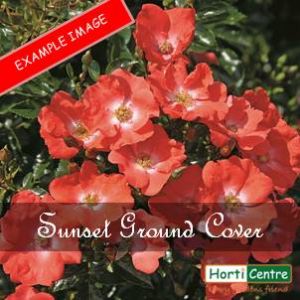Rose Flower Carpet Sunset Ground Cover