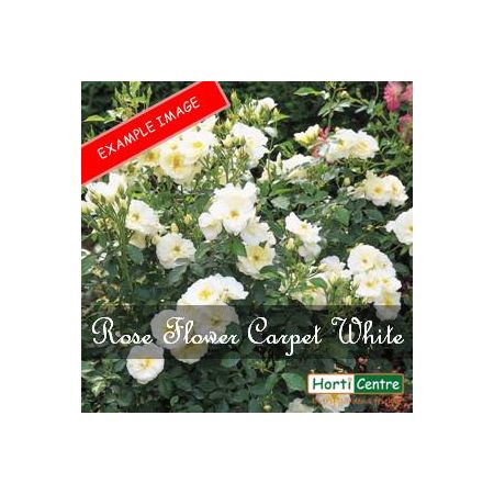 Rose Flower Carpet White Ground Cover