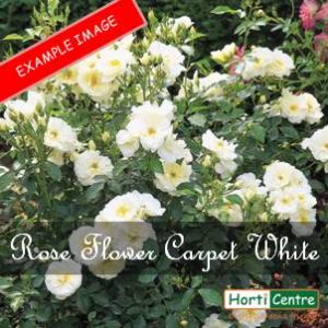 Rose Flower Carpet White Ground Cover