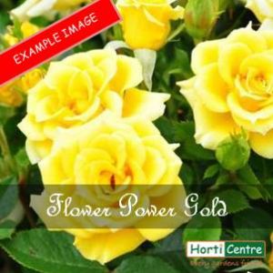 Rose Flower Power Gold Patio