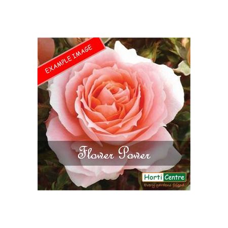 Rose Flower Power Patio