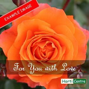 Rose For you With Love Floribunda