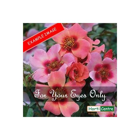 Rose For Your Eyes Only Floribunda