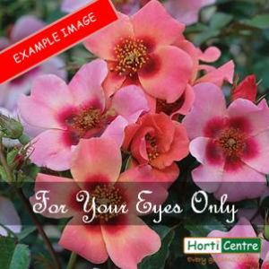 Rose For Your Eyes Only Floribunda