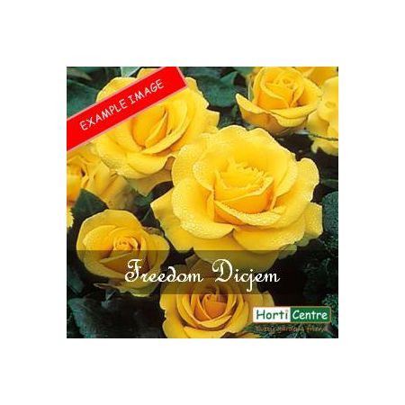 Rose Freedom Dicjem Hybrid Tea