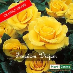 Rose Freedom Dicjem Hybrid Tea